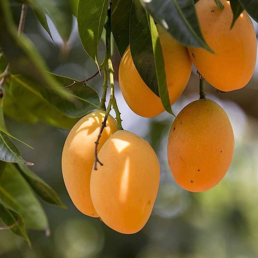 Alphonso