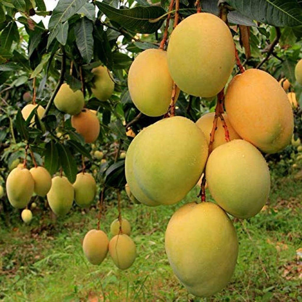 Alphonso